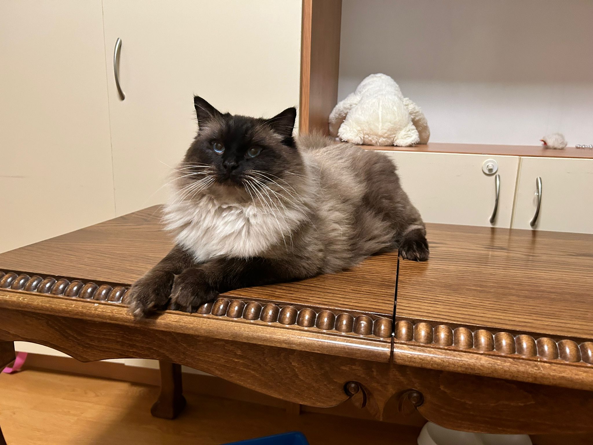 ECH. Altair De Olloqui-Neko